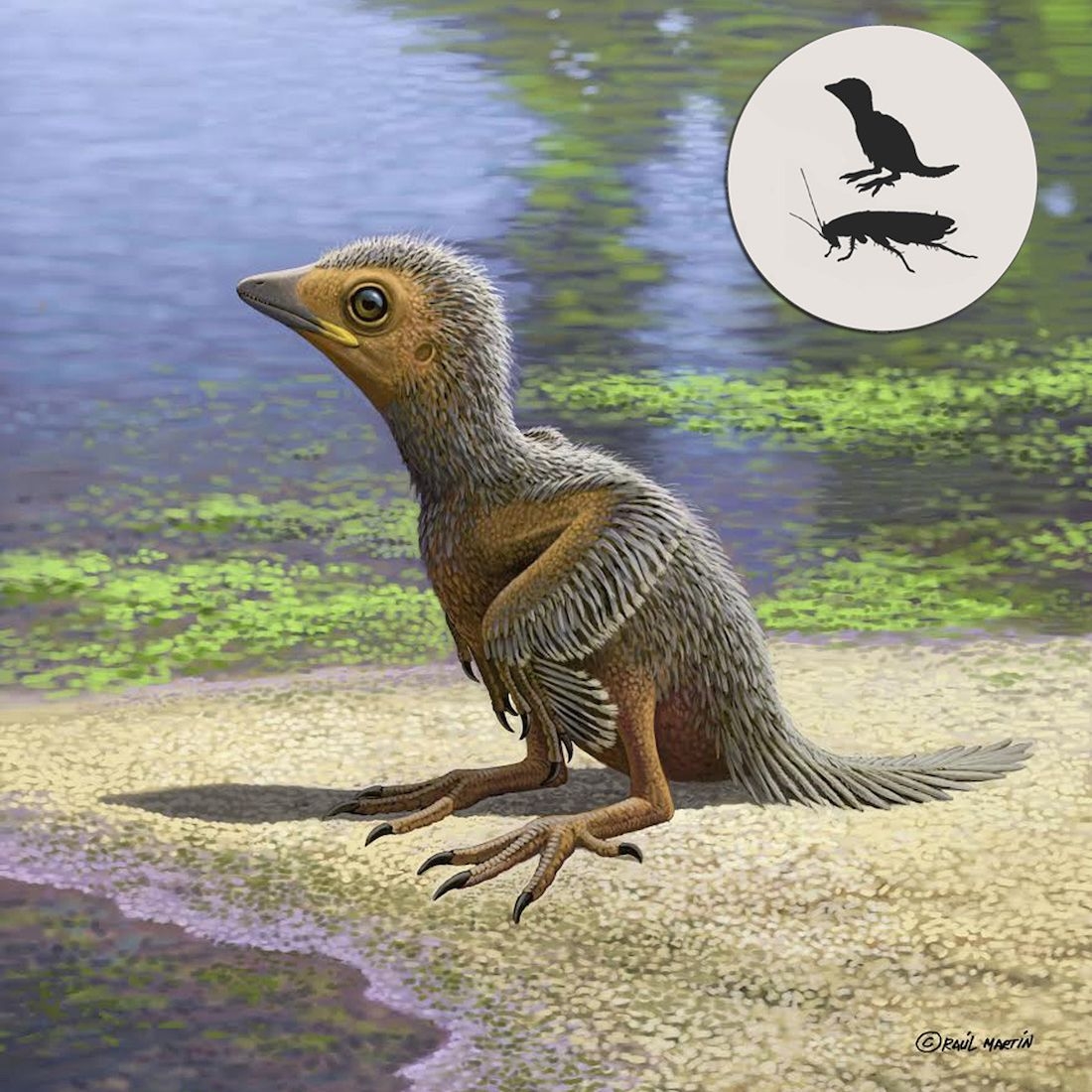 This Is One Of The Tiniest Ancient Birds And It Lived Alongside Giant Dinosaurs Live Science This Is One Of The Tiniest Ancient Birds And It Lived Alongside Giant Dinosaurs Live Science