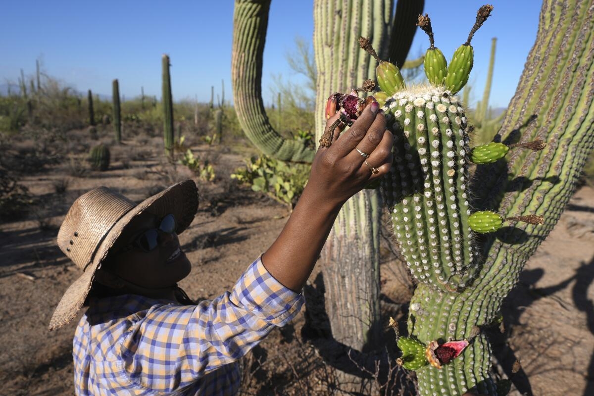 Tohono O odham Nation s Centuries old Saguaro Fruit Harvest Experiencing A Revival In Arizona Los Angeles Times Tohono O odham Nation s Centuries old Saguaro Fruit Harvest Experiencing A Revival In Arizona Los Angeles Times