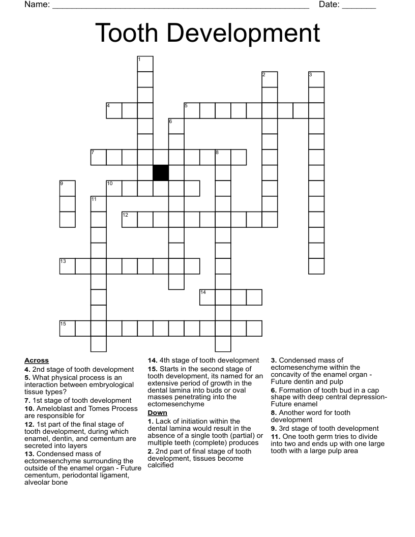Tooth Development Crossword WordMint