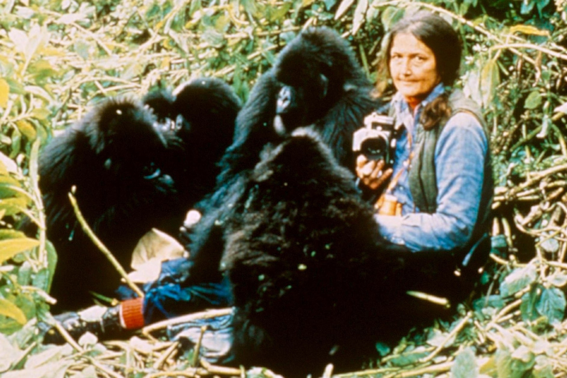 TV Review Dian Fossey Secrets In The Mist TV Review Dian Fossey Secrets In The Mist