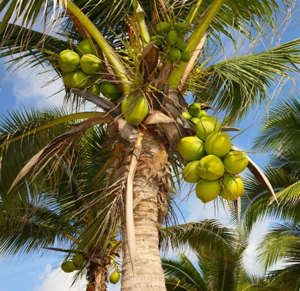 Types Of Palm Trees FastGrowingTrees