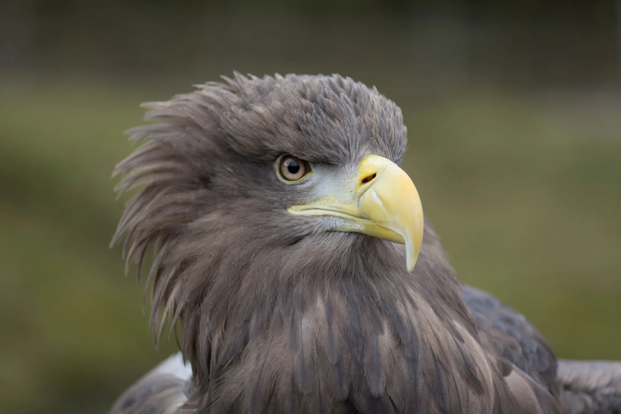 White Tailed Eagle Facts Haliaeetus Albicilla