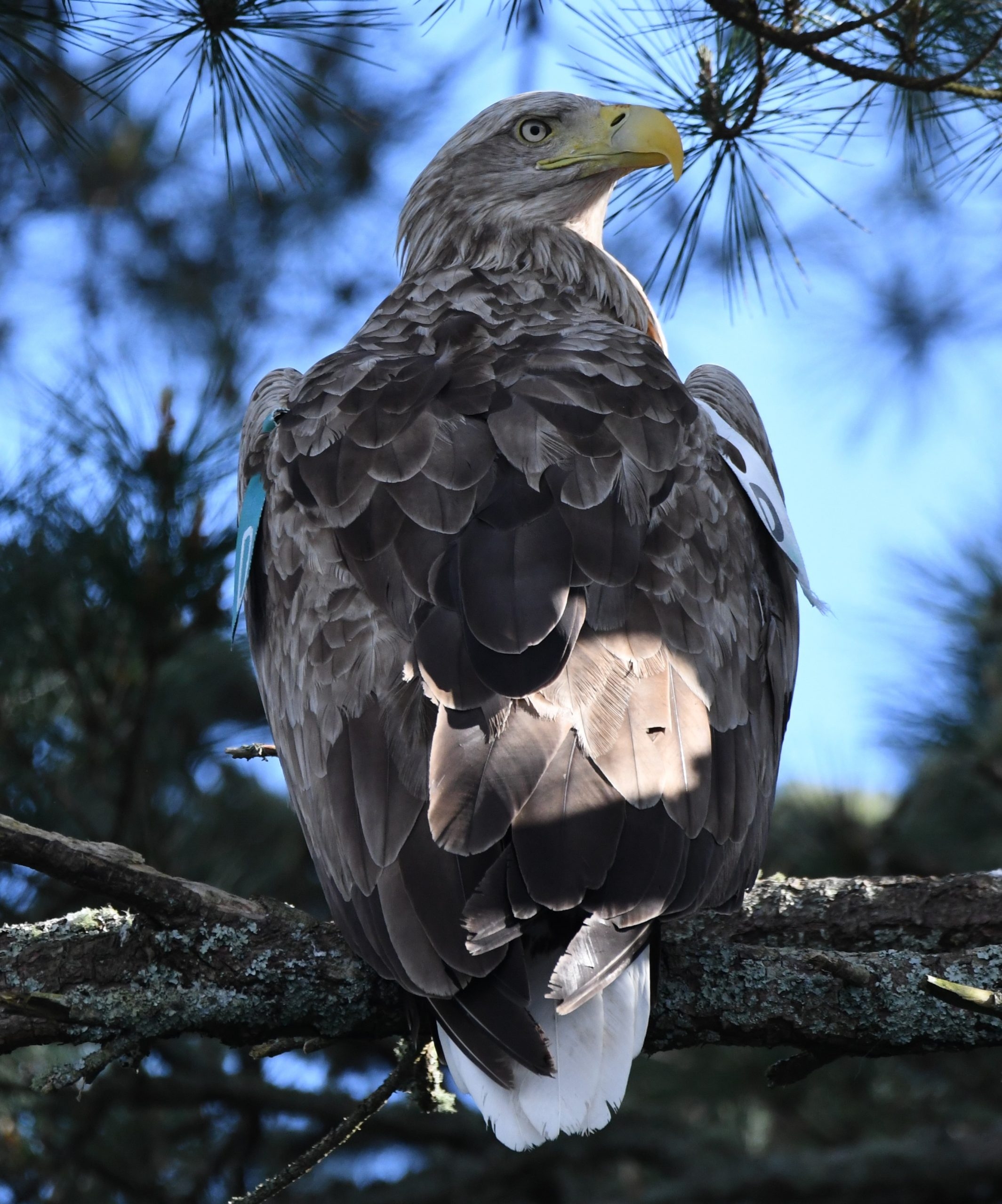 White tailed Sea Eagle Facts Glengarriff Nature Reserve